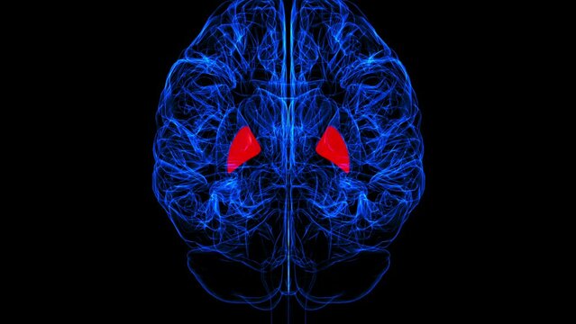 Brain globus pallidus Anatomy For Medical Concept 3D rendering