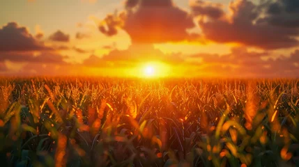 Fotobehang Sun Setting Over Grass Field © Karlaage