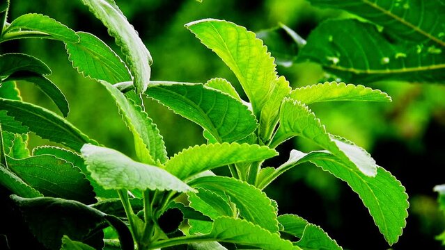 Selective focus of Boldo. Green plant named Boldo da Terra in Brazil. Plant used to make tea e products medicinais