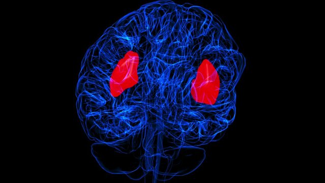 Brain insula Anatomy For Medical Concept 3D rendering