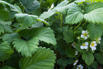 Background from blooming strawberry, top view. White strawberry flowers with green leaves for publication, design, poster, calendar, post, screensaver, wallpaper, cover, website. High quality photo