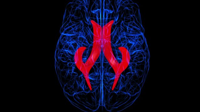 Brain lateral ventricle Anatomy For Medical Concept 3D rendering