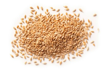 Wheat Grains Isolated, Barley Pile, Dry Cereal Seeds for Bread, Spelta Healthy Organic Food, Wheat Grains