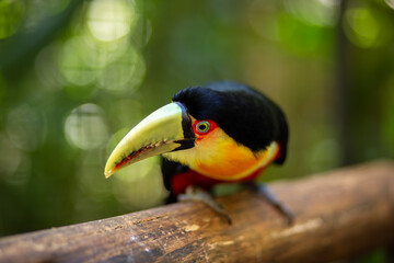 A toucan standing on a tree branch in the middle of a conservation area in southern Brazil.