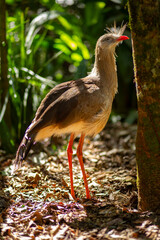 A seriema (Cariama cristata) standing in a forest, in southern Brazil. Sunlight shines through the tree leaves and illuminates the bird and the ground.