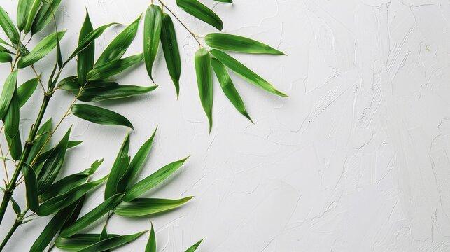 Fresh Green Bamboo Leaves Against a Serene White Background