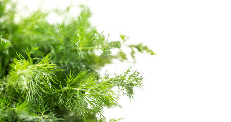 Dill aromatic fresh herbs. Bunch of fresh green dill close up, condiments. Vegetarian food,...