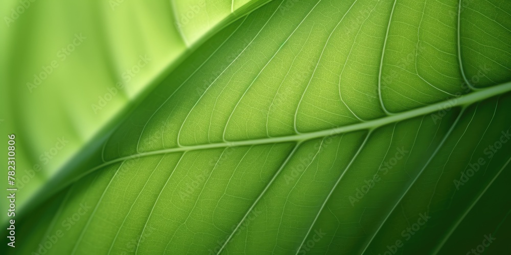 Poster the close-up of leaf texture in green abstract nature background with a soft focus. exuberant image.