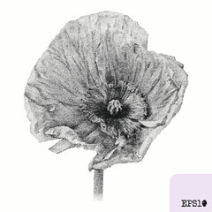 Poppy flower. Spring plant. Graphic ink drawing, pointillism technique - 782310817
