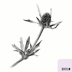 Feverweed plant. Spring bouquet. Pointillism, graphic black ink drawing - 782310849