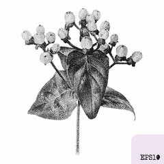 Hypericum plant. Spring bouquet. Pointillism, graphic black ink drawing