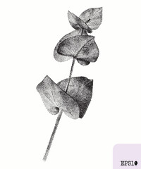 Eucalyptus plant. Spring bouquet. Pointillism, graphic black ink drawing. - 782311009