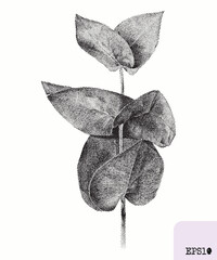 Eucalyptus plant. Spring bouquet. Pointillism, graphic black ink drawing - 782311023