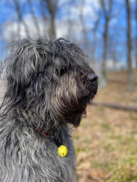 Bouvier des Flandres in the forest