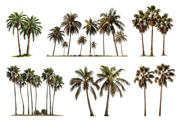 Set of tropical palm trees, cut out