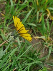 Löwenzahn Nahaufnahme. Grün im Hintergrund. Grashalme. Zweifarbige Fotos. Minimalistischer...