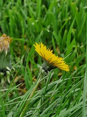 Löwenzahnblüte aus nächster Nähe. Grün im Hintergrund. Grashalme. Zweifarbige Fotos....