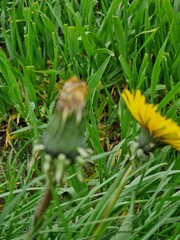 Löwenzahnblüte aus nächster Nähe. Grün im Hintergrund. Grashalme. Zweifarbige Fotos. Minimalistischer Ansatz. Frühlingsszene. Pollen und Honigbienen. Gelber Blütenkopf und Blütenblätter. Krauter.