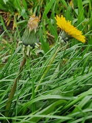 Löwenzahnblüte aus nächster Nähe. Grün im Hintergrund. Grashalme. Zweifarbige Fotos. Minimalistischer Ansatz. Frühlingsszene. Pollen und Honigbienen. Gelber Blütenkopf und Blütenblätter. Krauter.