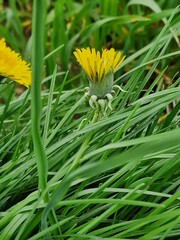Löwenzahnblüte aus nächster Nähe. Grün im Hintergrund. Grashalme. Zweifarbige Fotos. Minimalistischer Ansatz. Frühlingsszene. Pollen und Honigbienen. Gelber Blütenkopf und Blütenblätter. Krauter.