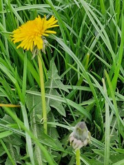 Löwenzahnblüte aus nächster Nähe. Grün im Hintergrund. Grashalme. Zweifarbige Fotos. Minimalistischer Ansatz. Frühlingsszene. Pollen und Honigbienen. Gelber Blütenkopf und Blütenblätter. Krauter.