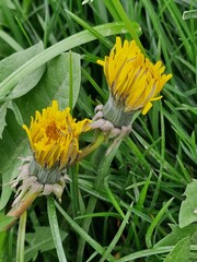 Löwenzahnblüte aus nächster Nähe. Grün im Hintergrund. Grashalme. Zweifarbige Fotos. Minimalistischer Ansatz. Frühlingsszene. Pollen und Honigbienen. Gelber Blütenkopf und Blütenblätter. Krauter.