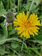Löwenzahnblüte aus nächster Nähe. Grün im Hintergrund. Grashalme. Zweifarbige Fotos. Minimalistischer Ansatz. Frühlingsszene. Pollen und Honigbienen. Gelber Blütenkopf und Blütenblätter. Krauter.
