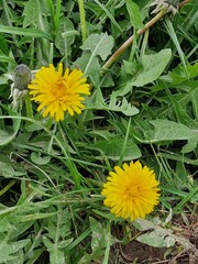 Löwenzahnblüte aus nächster Nähe. Grün im Hintergrund. Grashalme. Zweifarbige Fotos. Minimalistischer Ansatz. Frühlingsszene. Pollen und Honigbienen. Gelber Blütenkopf und Blütenblätter. Krauter.