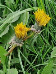 Löwenzahnblüte aus nächster Nähe. Grün im Hintergrund. Grashalme. Zweifarbige Fotos. Minimalistischer Ansatz. Frühlingsszene. Pollen und Honigbienen. Gelber Blütenkopf und Blütenblätter. Krauter.