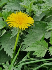 Löwenzahnblüte aus nächster Nähe. Grün im Hintergrund. Grashalme. Zweifarbige Fotos. Minimalistischer Ansatz. Frühlingsszene. Pollen und Honigbienen. Gelber Blütenkopf und Blütenblätter. Krauter.