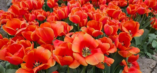Tulip Garden in Tehran, Iran on a Sunny Day