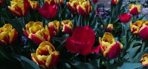 Tulip Garden in Tehran, Iran on a Sunny Day