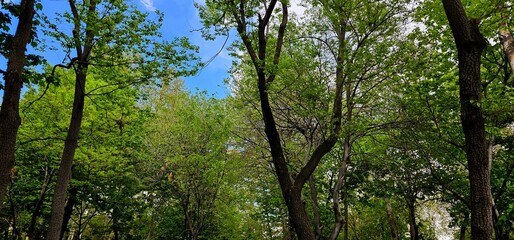 Tranquil Canopy: Detailed Trees Against Blue Sky