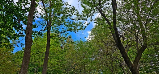 Tranquil Canopy: Detailed Trees Against Blue Sky