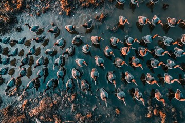 A stunning aerial view of numerous ducks wading in water amidst reeds. Ideal for nature, wildlife, and conservation themes. The image offers a rich texture and color, with potential copy space. - Powered by Adobe