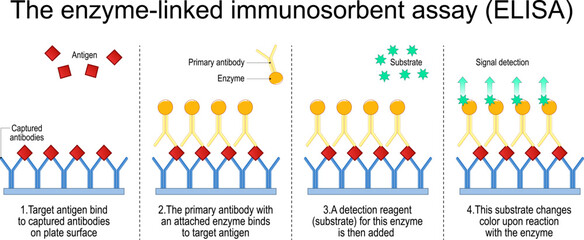 Enzyme-linked immunosorbent assay. The steps of A sandwich ELISA test