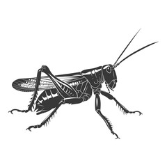 Silhouette grasshopper Insect animal black color only