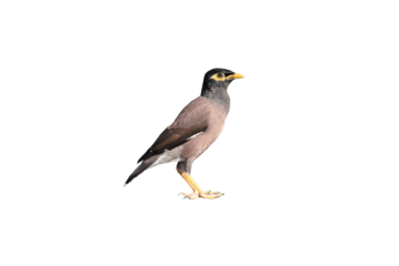 Common myna bird isolated on transparent background  (PNG File)