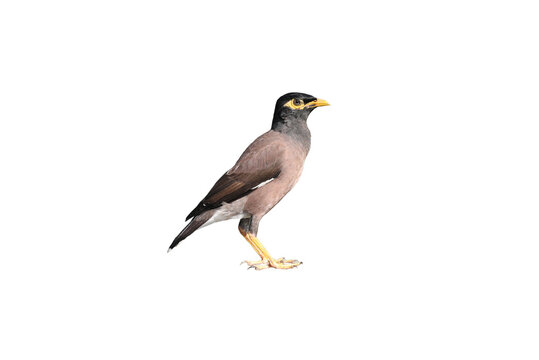 Common myna bird isolated on transparent background  (PNG File)