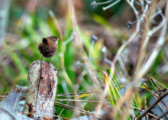 European Wren (Troglodytes troglodytes) - Found across Europe & parts of Asia