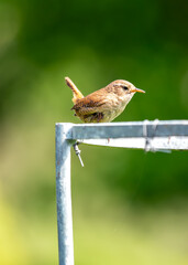 European Wren (Troglodytes troglodytes) - Found across Europe & parts of Asia