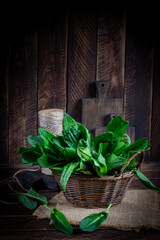 Sorrel. Bunch of fresh green organic sorrel leaf on wooden table closeup. - 782318041