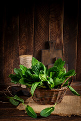 Sorrel. Bunch of fresh green organic sorrel leaf on wooden table closeup.