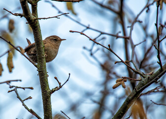 European Wren (Troglodytes troglodytes) - Found across Europe & parts of Asia