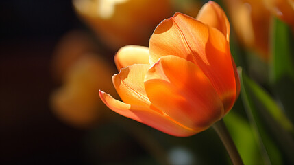 Zbliżenie na kwiat tulipana - obrazy, fototapety, plakaty