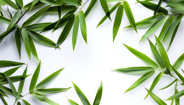 Fresh green leaves of bamboo border on a white background