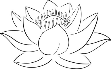 Nice lotus flower