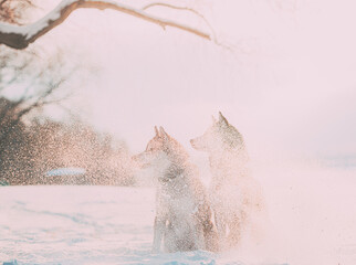 Silhouettes Of Two Siberian Husky Dogs Shrouded In Flying Snow Particles. Dogs Sitting Together Outdoor In Snowy Park At Sunny Winter Day. Pet Outdoors At Winter Season.