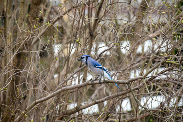 A blue jay singing in the thicket in Ontario.