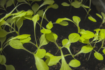 Lettuce sprouts close up in sun light growing in soil